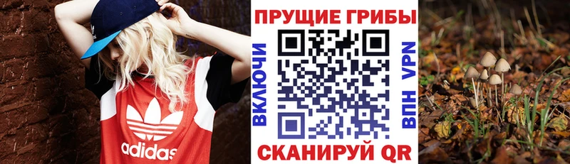Псилоцибиновые грибы ЛСД  дарнет шоп  kraken зеркало  Новохопёрск 